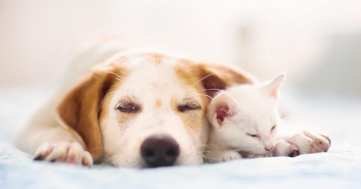 韓国のペット事情と名前ランキング