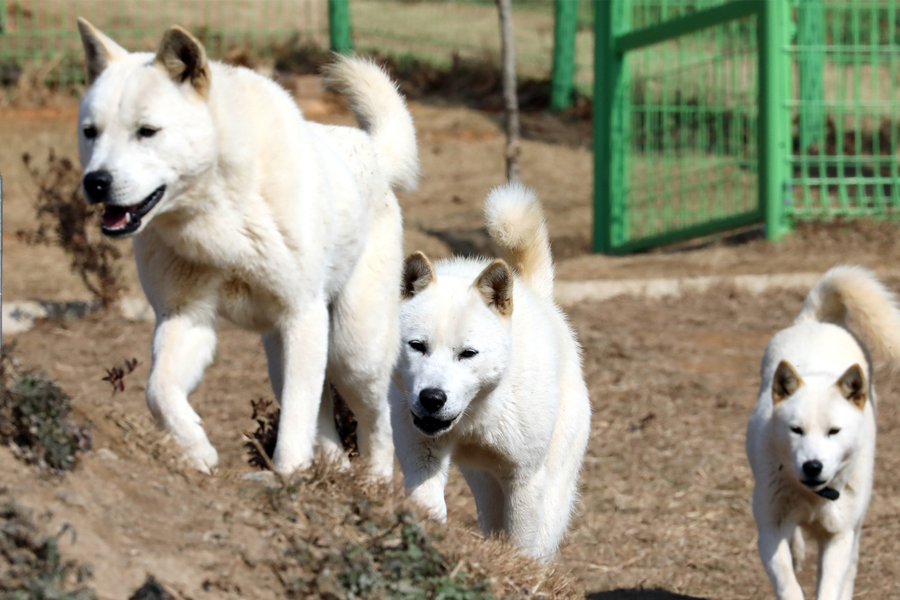3 weiße koreanische Jindo-Hunde