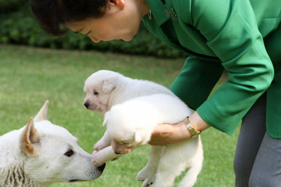 Südkoreanische ehemalige Präsidentin und Jindo-Hunde