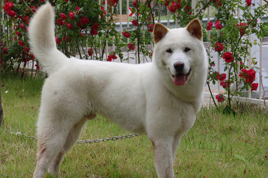 weißer Jindo-Hund angekettet