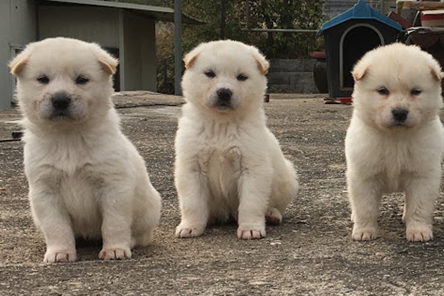 豐山犬在戶外站立，顯示與珍島犬的相似與不同。