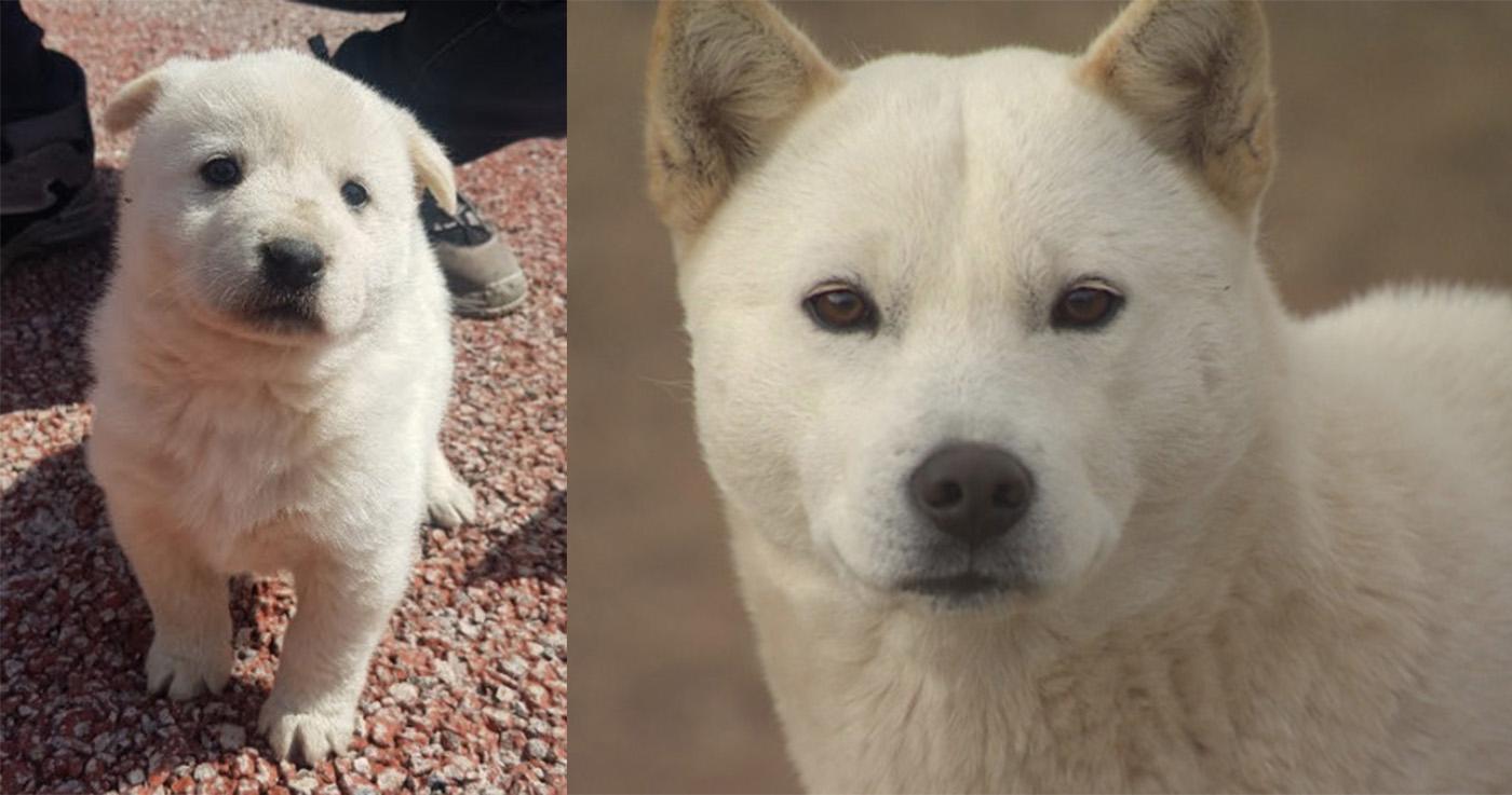 "โคเรียนจินโด" สุนัขประจำชาติของเกาหลีที่ขึ้นชื่อเรื่องความน่ารักและซื่อสัตย์