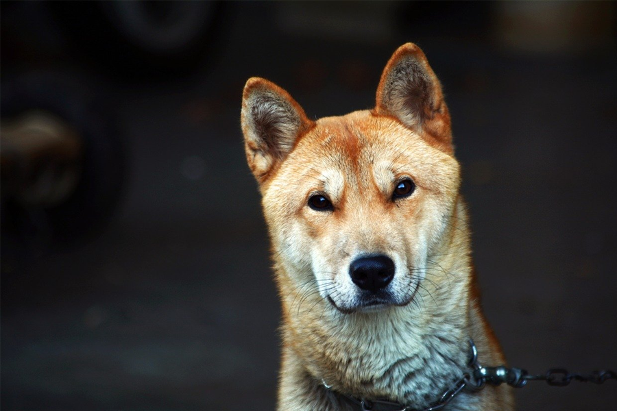 Korean Jindo Dogs