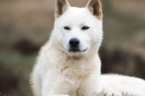 Creatrip 韓國國犬 珍島犬