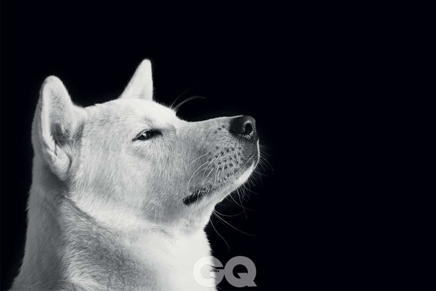 GQ Korea weißer Jindo-Hund