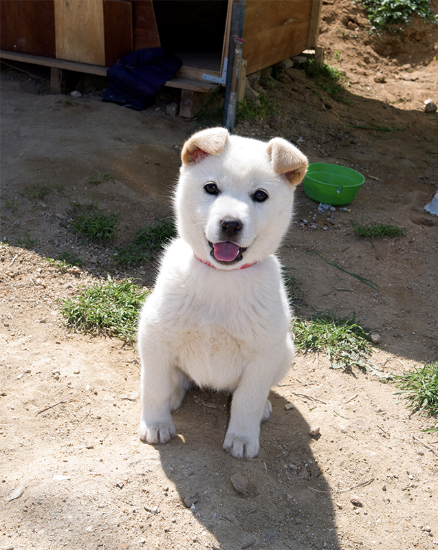 Ein koreanischer Jindo-Hund, der stolz auf einem Feld steht. Sein weißes Fell ist charakteristisch für die Rasse, bekannt für ihre Treue und ihren Schutzinstinkt. Er wurde 1962 als Nationaler Schatz Südkoreas anerkannt.