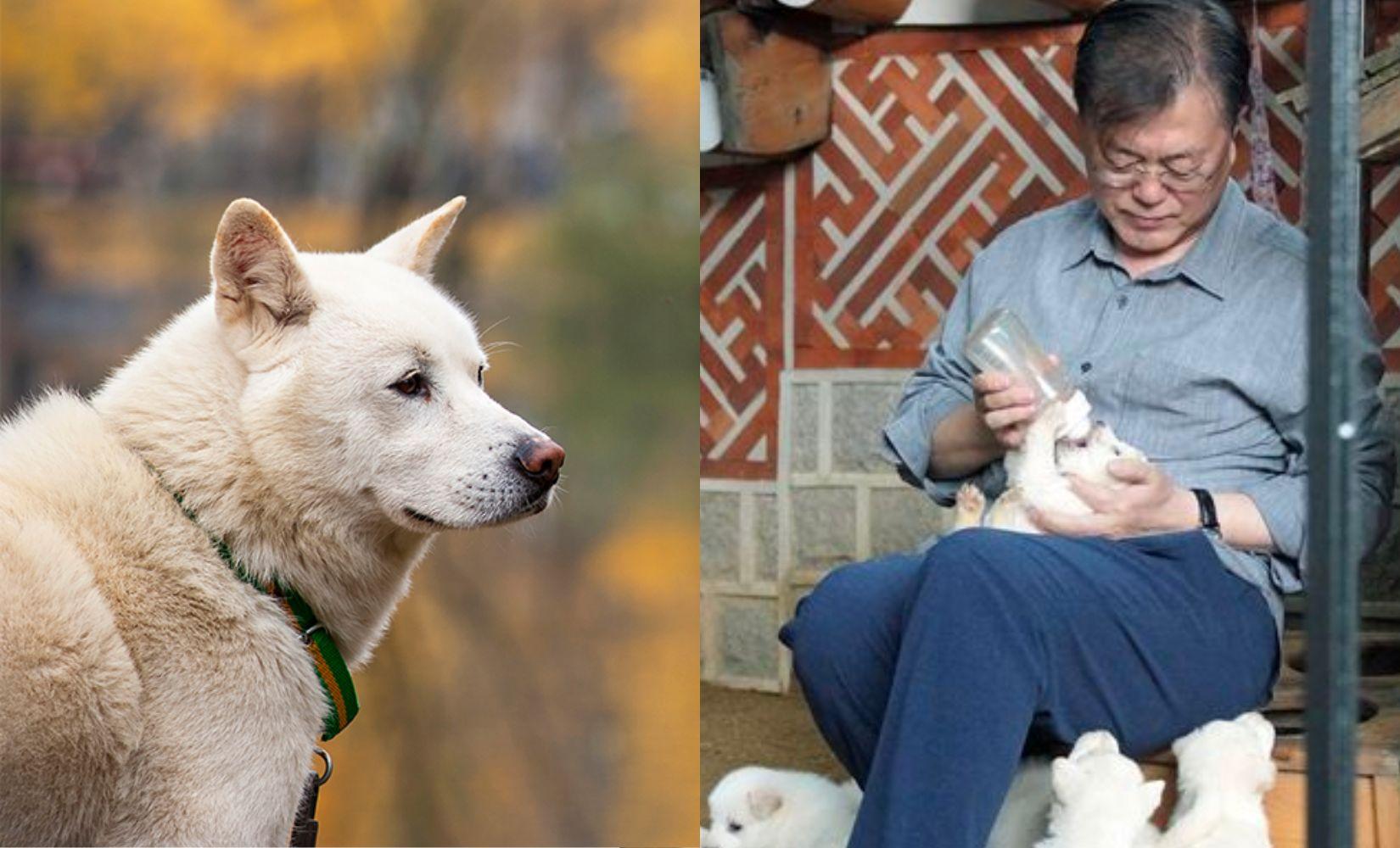 Chó Jindo: Bảo vật quốc gia Hàn Quốc với lòng trung thành mãnh liệt 