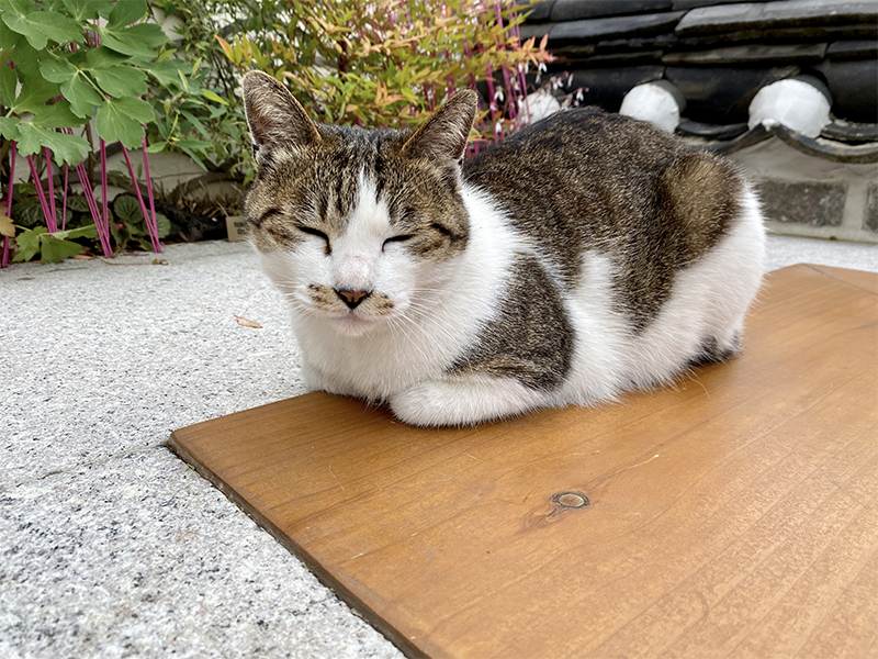 韓国、韓国グルメ、韓国旅行、韓国観光、ソウル旅行、サーティーワン、バスキンロビンス、韓国アイス、限定品、北村韓屋村、景福宮、観光地