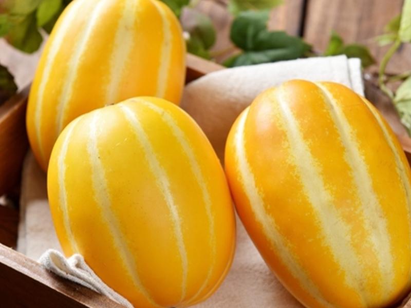 달콤한 맛이 있는 한국 특유의 황금색 당근과 비슷한 멜론의 이미지입니다. 이 독특한 열매가 멜로나 아이스바의 대체 성분으로 사용되었습니다.