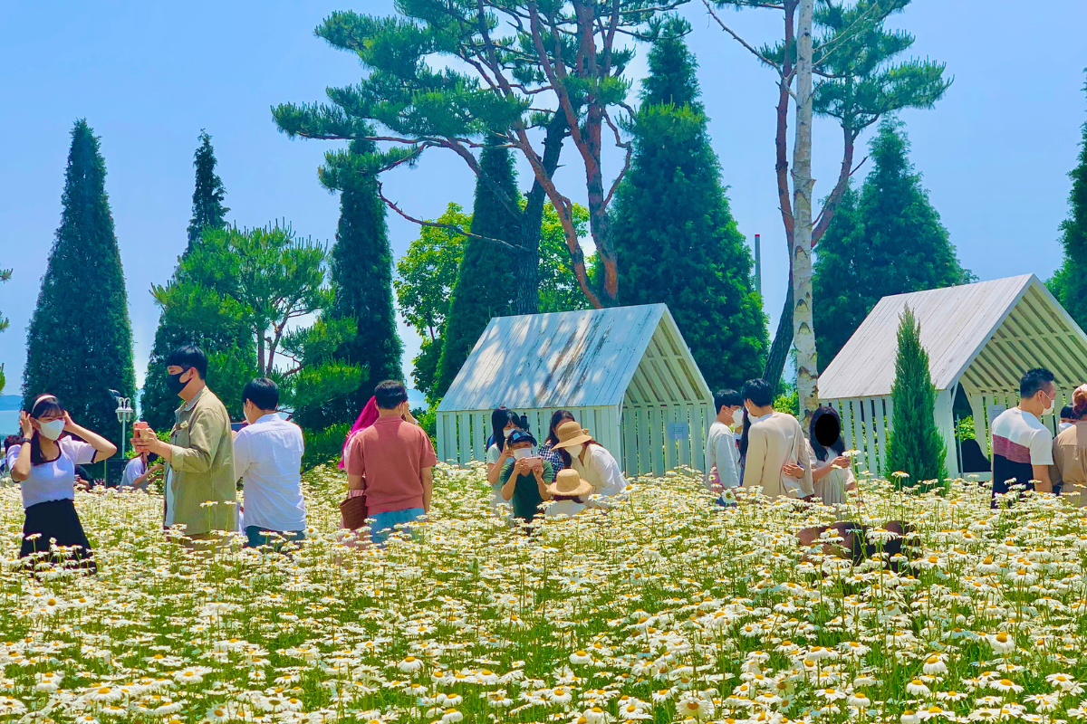 Dore Dore: Quán cà phê với vườn hoa daisy nổi tiếng nhất Ganghwado, Incheon