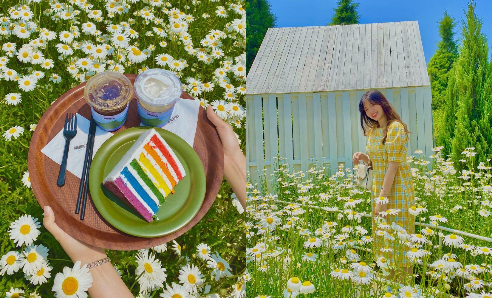Dore Dore: Quán cà phê với vườn hoa daisy nổi tiếng nhất Ganghwado, Incheon