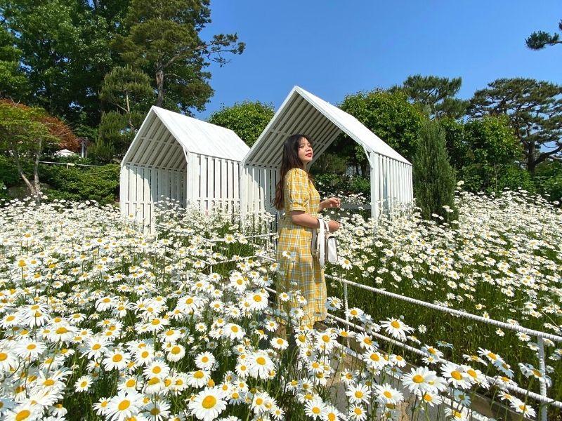 creatrip editor in yellow dress posing at photo spot with two white wooden shelters in background in daisy garden at Dore Dore Ganghwado, Incheon