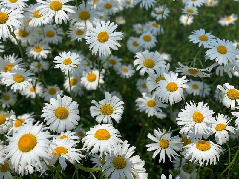 仁川江华岛 Dore Dore 咖啡厅