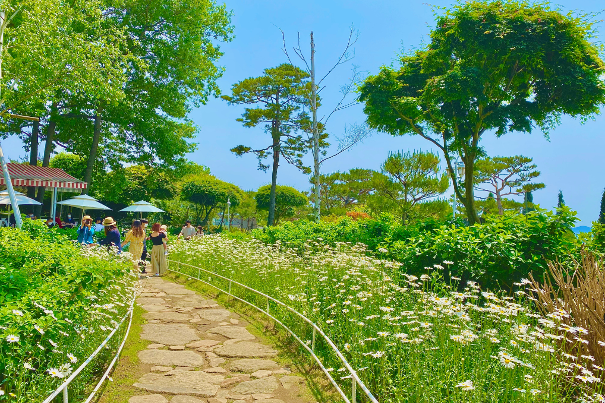 Dore Dore: Quán cà phê với vườn hoa daisy nổi tiếng nhất Ganghwado, Incheon
