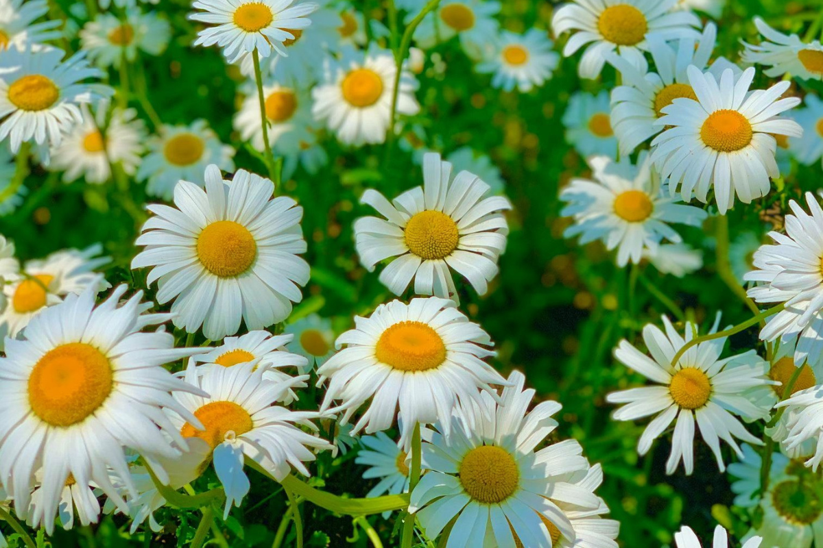 Dore Dore: Quán cà phê với vườn hoa daisy nổi tiếng nhất Ganghwado, Incheon