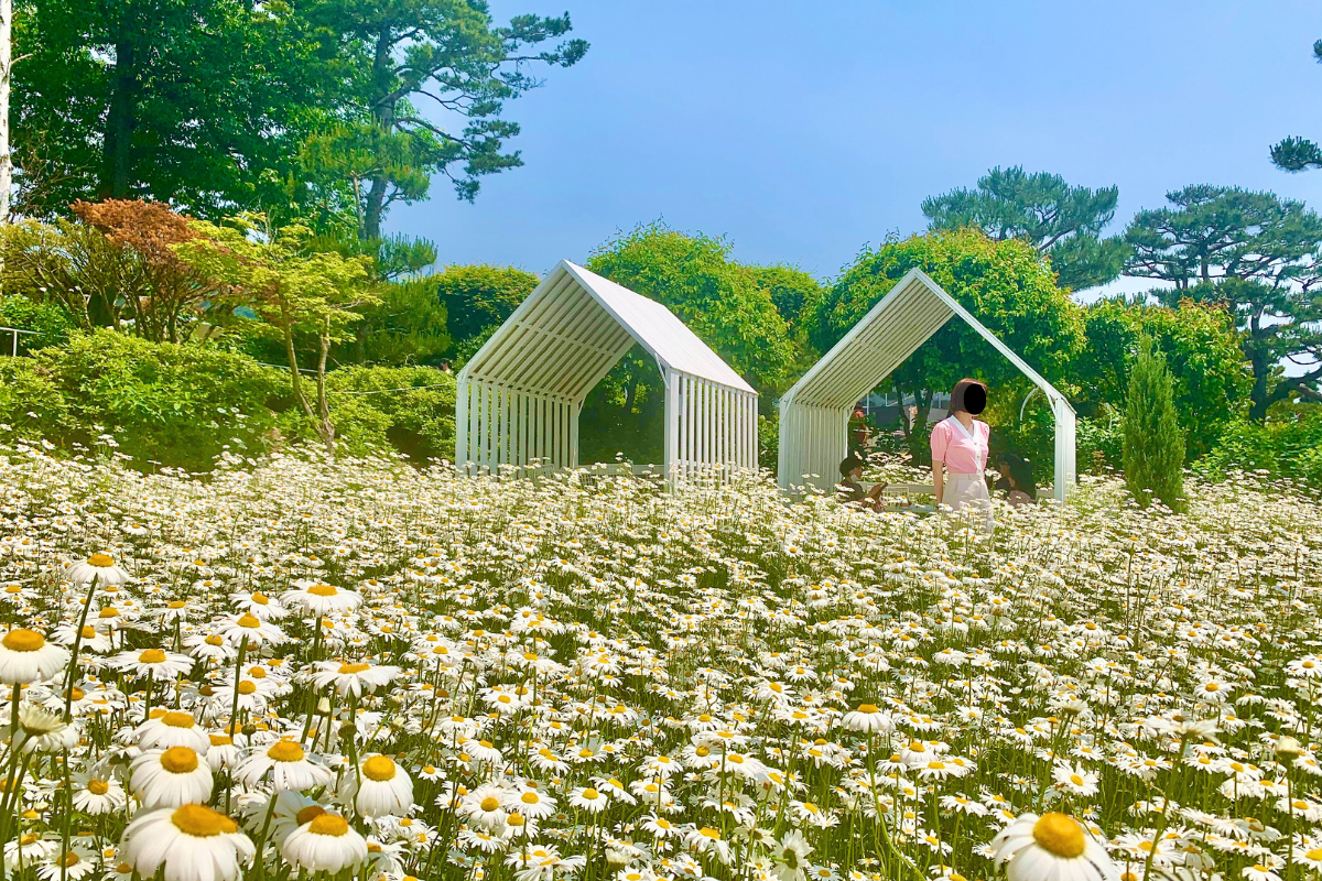 Dore Dore: Quán cà phê với vườn hoa daisy nổi tiếng nhất Ganghwado, Incheon