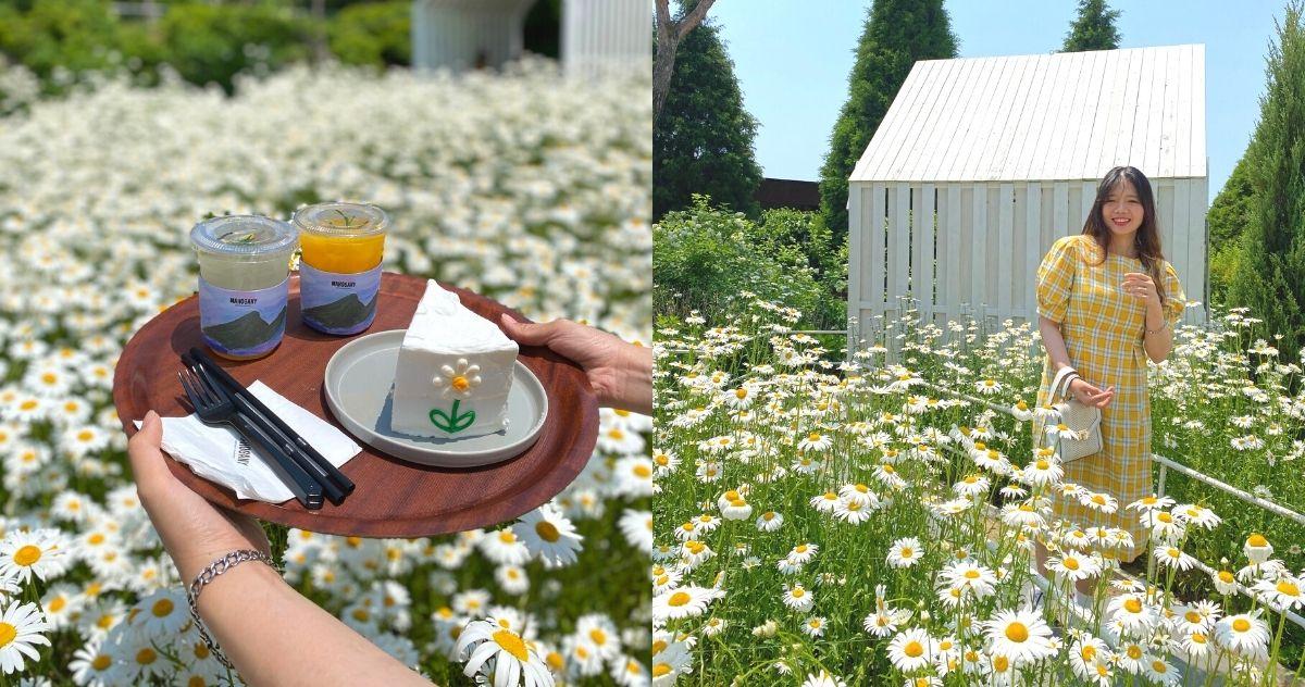 Dore Dore | Kafe Dengan Taman Daisy Yang Indah Di Ganghwado, Incheon