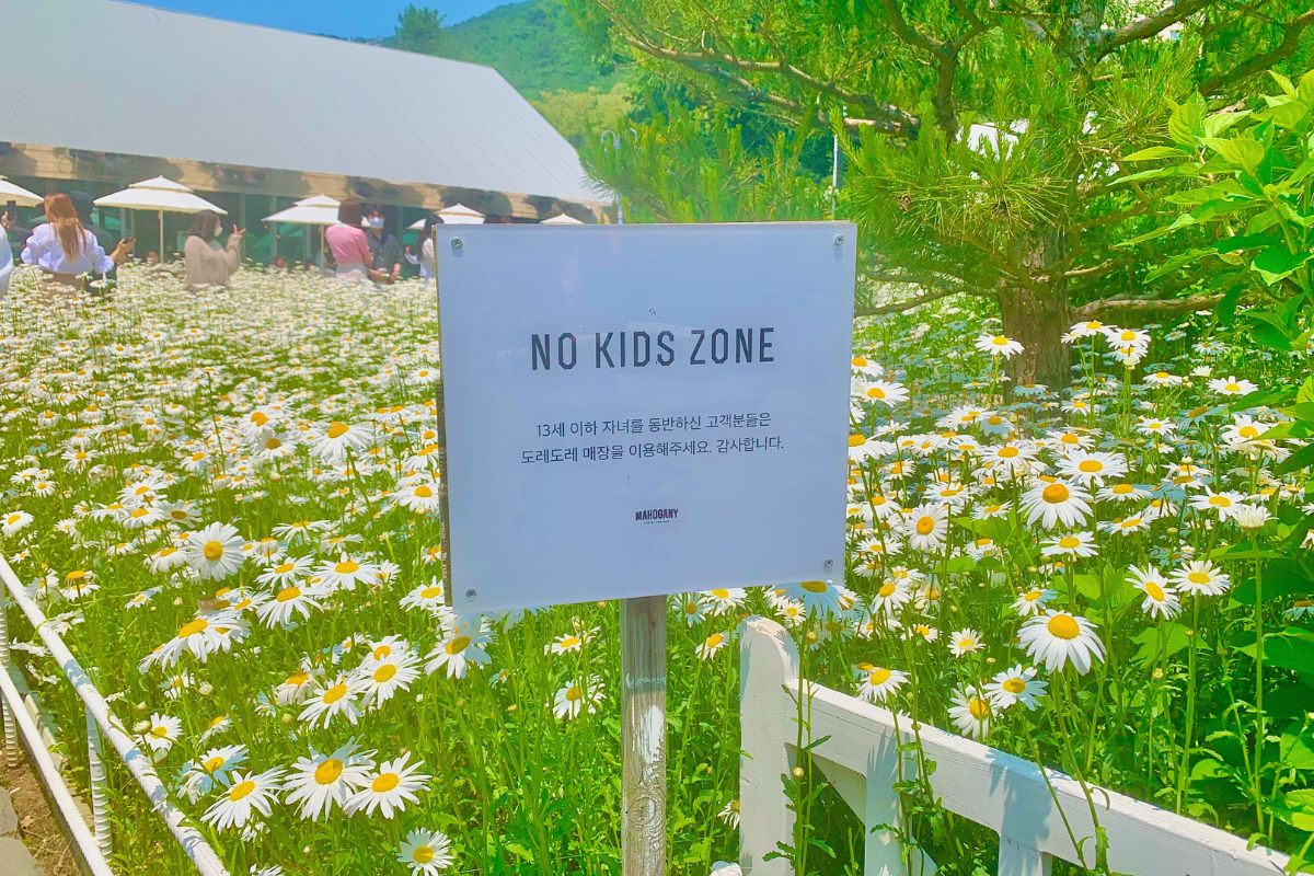 Dore Dore: Quán cà phê với vườn hoa daisy nổi tiếng nhất Ganghwado, Incheon