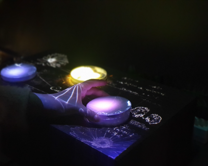 Secret of Secret garden exhibit Flowers By Naked Hongdae