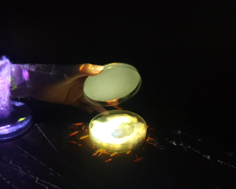 Opening a flower scent exhibit at Flowers By Naked Hongdae