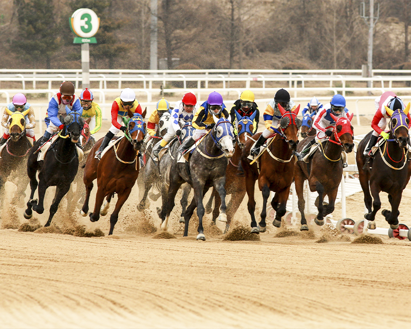 people horse-riding at Seoul Racecourse Park 