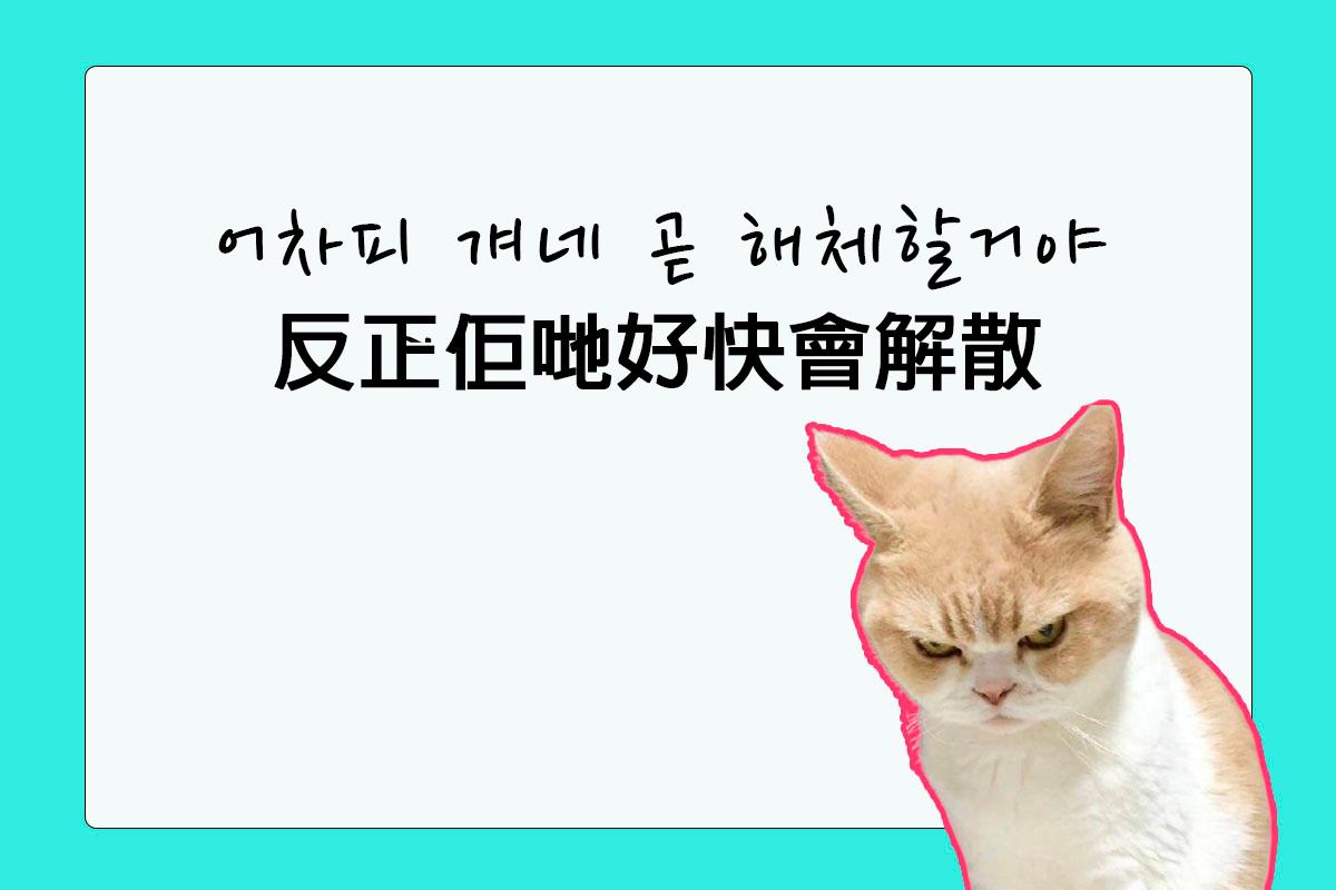 圖片展示了一句刺激粉絲的話，內容用韓文和中文寫著'反正佢哋好快會解散'，背景為綠色。貓咪的表情顯示不高興。