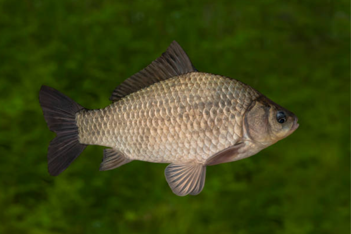 Cá chép diếc (붕어) - là loài cá sông có thể ăn được ở Hàn