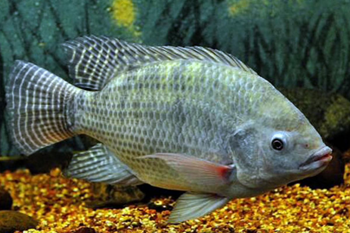 Cá rô phi (틸라피아) - là loài cá sông có thể ăn được ở Hàn