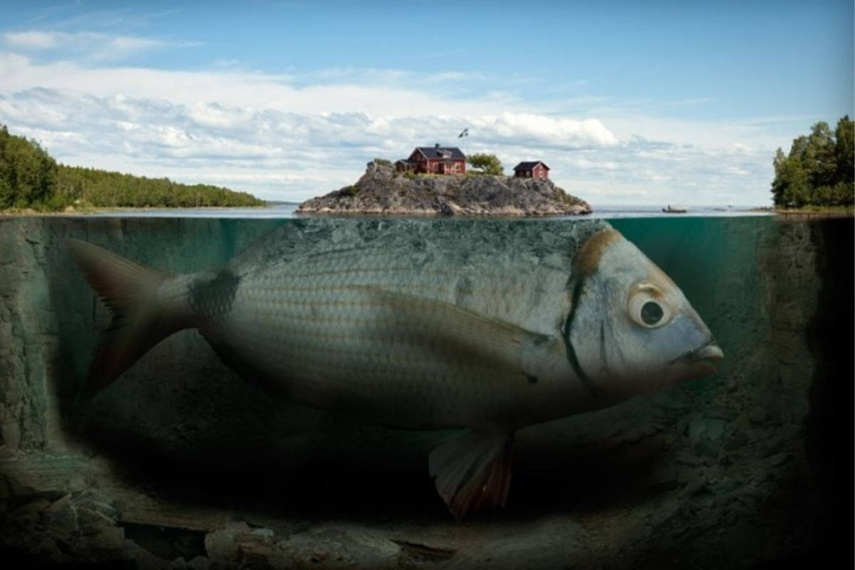 Hình ảnh cá sông trong nước tù đọng, khiến cá sông có mùi là lý do người Hàn không ăn cá sông
