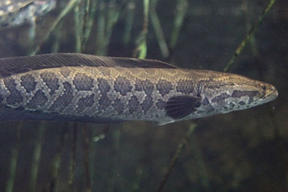 Cá lóc (가물치) - là loài cá sông có thể ăn được ở Hàn