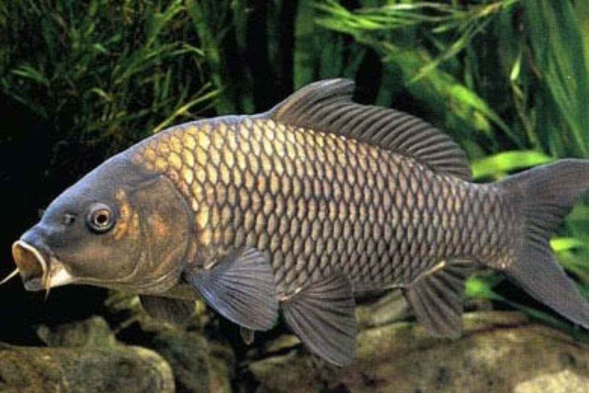 Cá chép (잉어) - là loài cá sông có thể ăn được ở Hàn