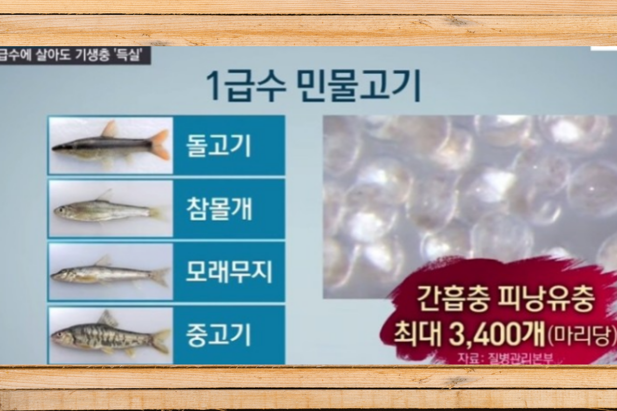 Cá sông ở Hàn có nhiều sán lá gan, là lý do người Hàn không ăn cá sông