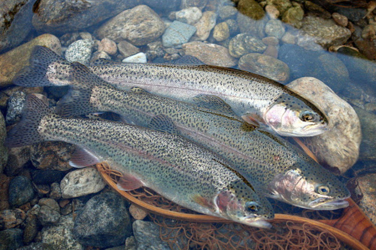 Cá hồi Masu (송어)- là loài cá sông có thể ăn được ở Hàn