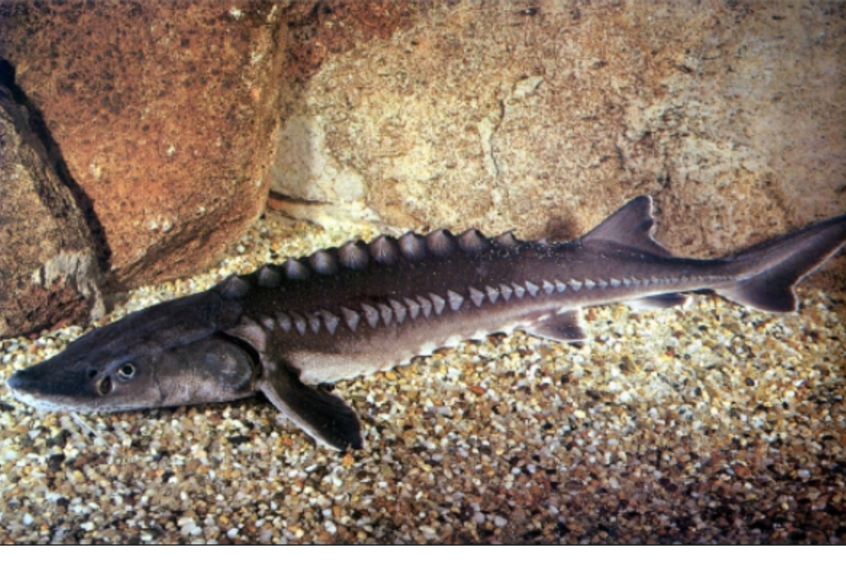 Cá tầm (철갑상어) - là loài cá sông có thể ăn được ở Hàn