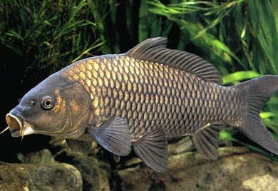 อาหารเกาหลี