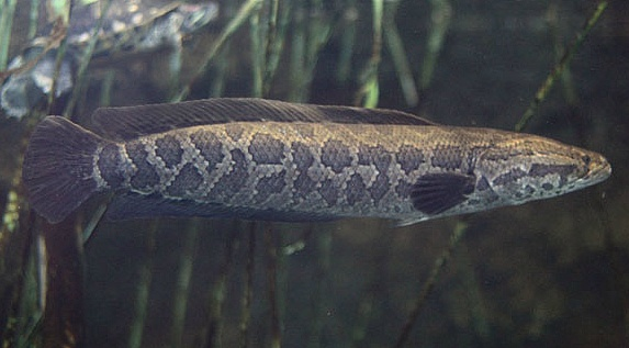 ปลาเกาหลี