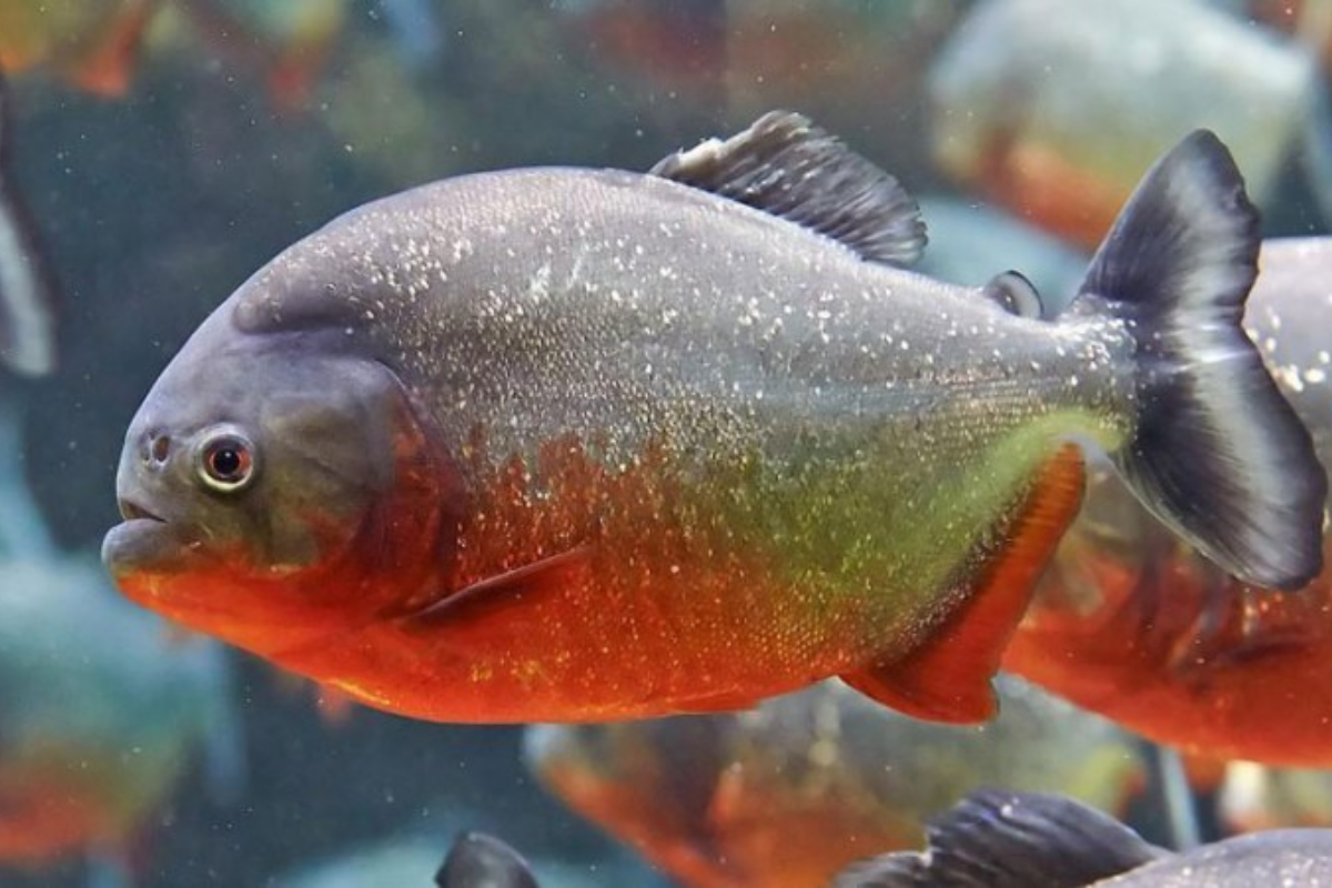 Cá răng đao (피라냐) - là loài cá sông có thể ăn được ở Hàn