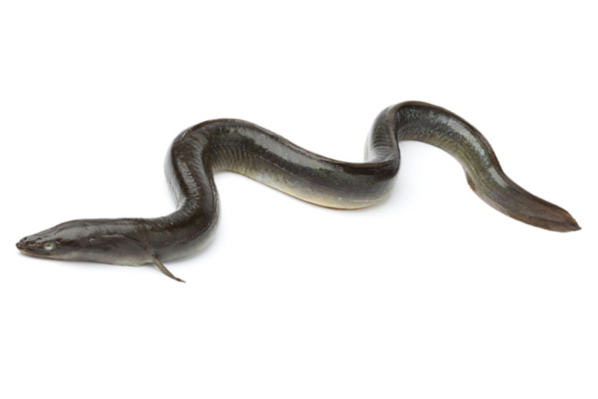 Con lươn (뱀장어) - là loài cá sông có thể ăn được ở Hàn