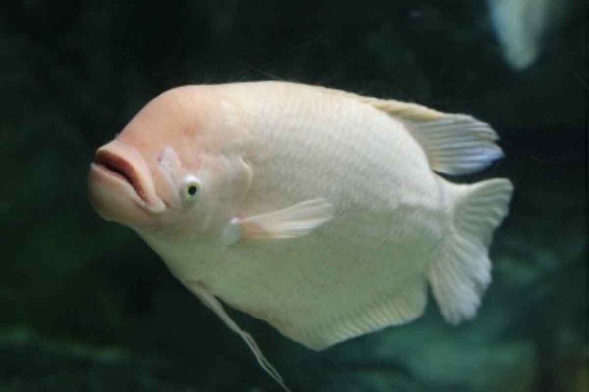 Cá tai tượng (자이언트 구라미)- là loài cá sông có thể ăn được ở Hàn