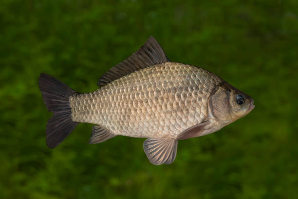 ปลาเกาหลี