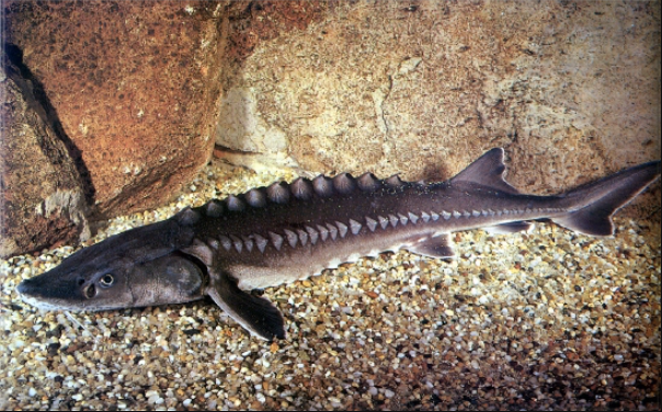 อาหารเกาหลี