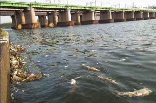 sông ở Hàn bị ô nhiễm là lý do người Hàn không ăn cá sông