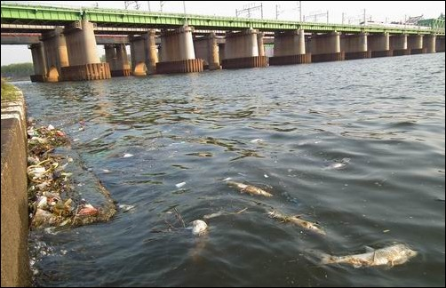 คนเกาหลี