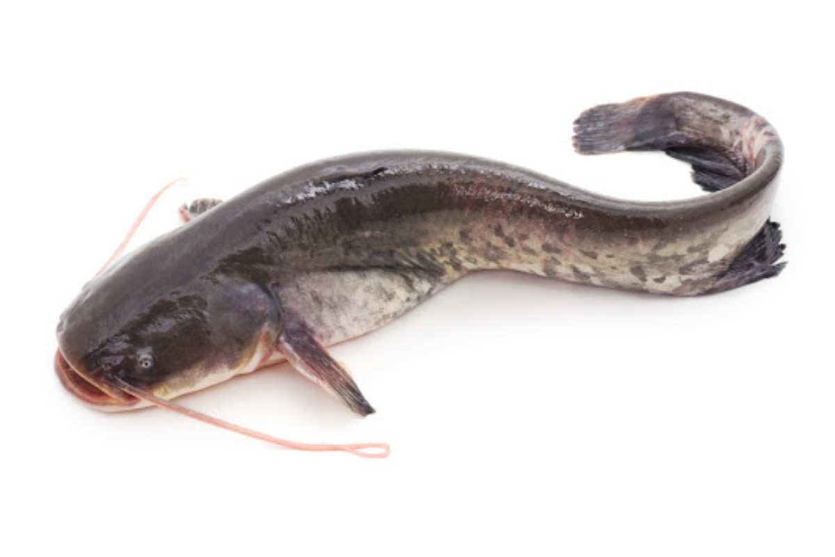 Cá trê (메기) - là loài cá sông có thể ăn được ở Hàn