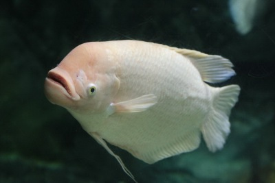 อาหารทะเลเกาหลี