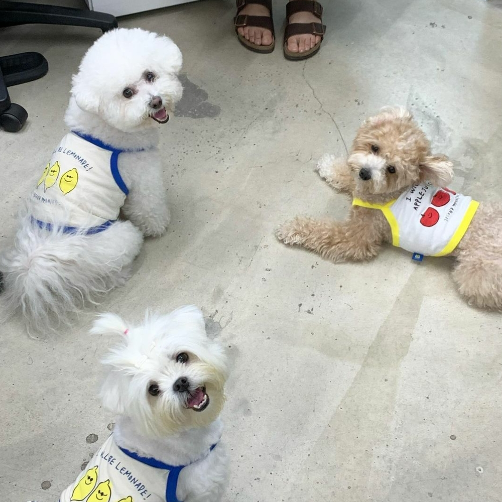 chiens portant des vêtements de Second Morning