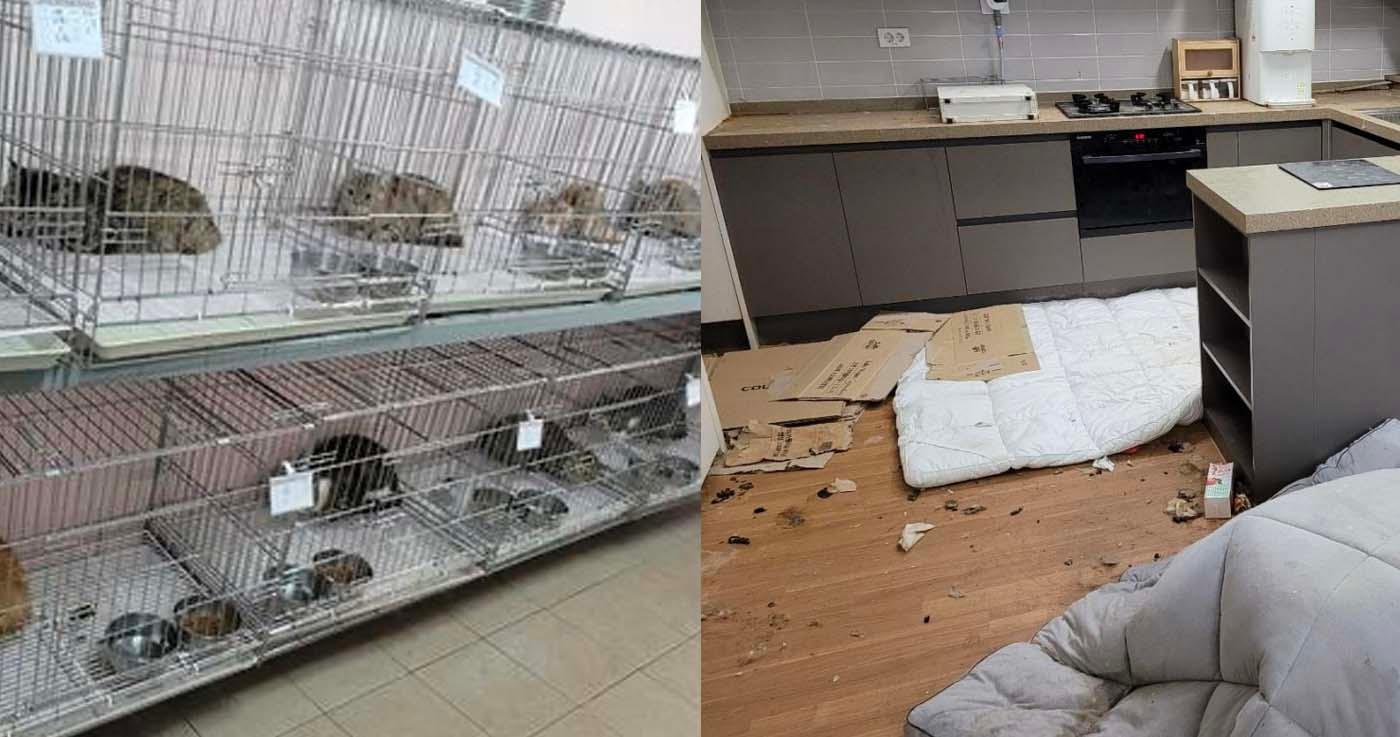 เจ้าของบ้านผู้แจ้งเรื่องแมวถูกทิ้งแท้จริงแล้วคือเจ้าของ