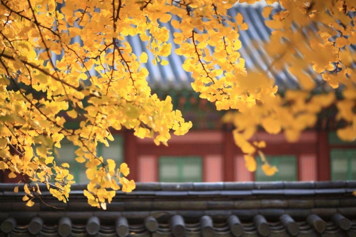 cây ngả vàng ở hoàng cung hàn quốc 