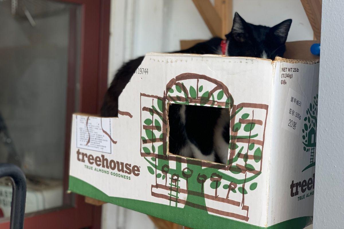 cat in box, Sonmokseoga cafe, Huinnyeoul Culture Village, Busan, Korea