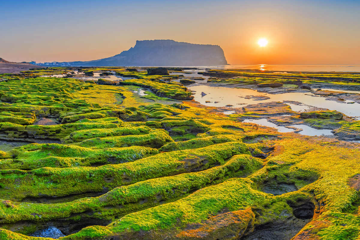 Cảnh quan tuyệt đẹp của một bãi biển ở Hàn Quốc, với những phiến đá bị phủ rêu xanh rực rỡ dưới ánh mặt trời lúc hoàng hôn, tạo nên một khung cảnh hoang sơ và quyến rũ đặc biệt.